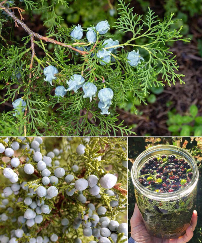 503709214_688938314114455_2580821913832965853_n