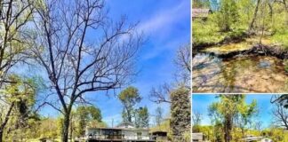 Creekside Ozarks Cottage on 80 Private Acres with Historic Barns & Springs