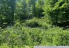 Rural Land with 213 Acres in Mouthcard, Kentucky