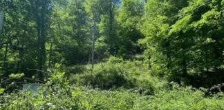 Rural Land with 213 Acres in Mouthcard, Kentucky
