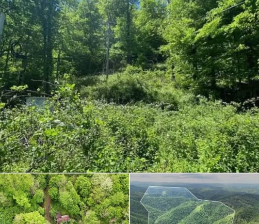 Rural Land with 213 Acres in Mouthcard, Kentucky