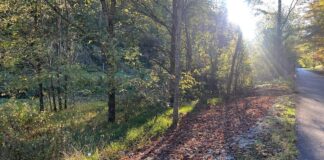 Land with 25 Acres in Hinkle, Kentucky