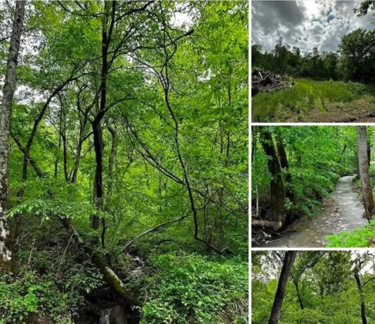 Expansive Property Near Hal Rogers Parkway Offering Endless Potential for Development, Investment, or Recreation
