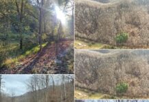 Kentucky Mountain Escape with Privacy and Natural Beauty