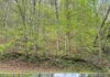 77-Acre Waterfront Land Near Yatesville Lake