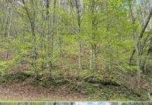 77-Acre Waterfront Land Near Yatesville Lake