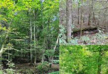 Wooded Land with 94 Acres in Gunlock, Kentucky