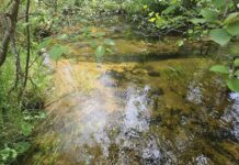 Acreage Land with 231 Acres in McMillan, Michigan